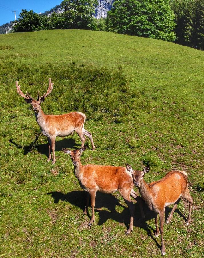 Berghof Haselsberger Sankt Johann in Tirol Exterior foto