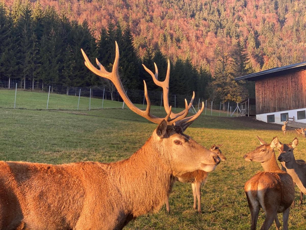 Berghof Haselsberger Sankt Johann in Tirol Exterior foto
