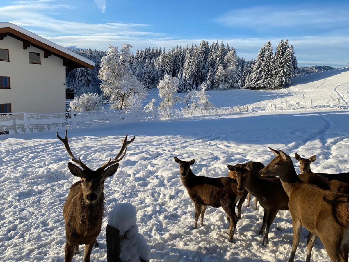 Berghof Haselsberger Sankt Johann in Tirol Exterior foto