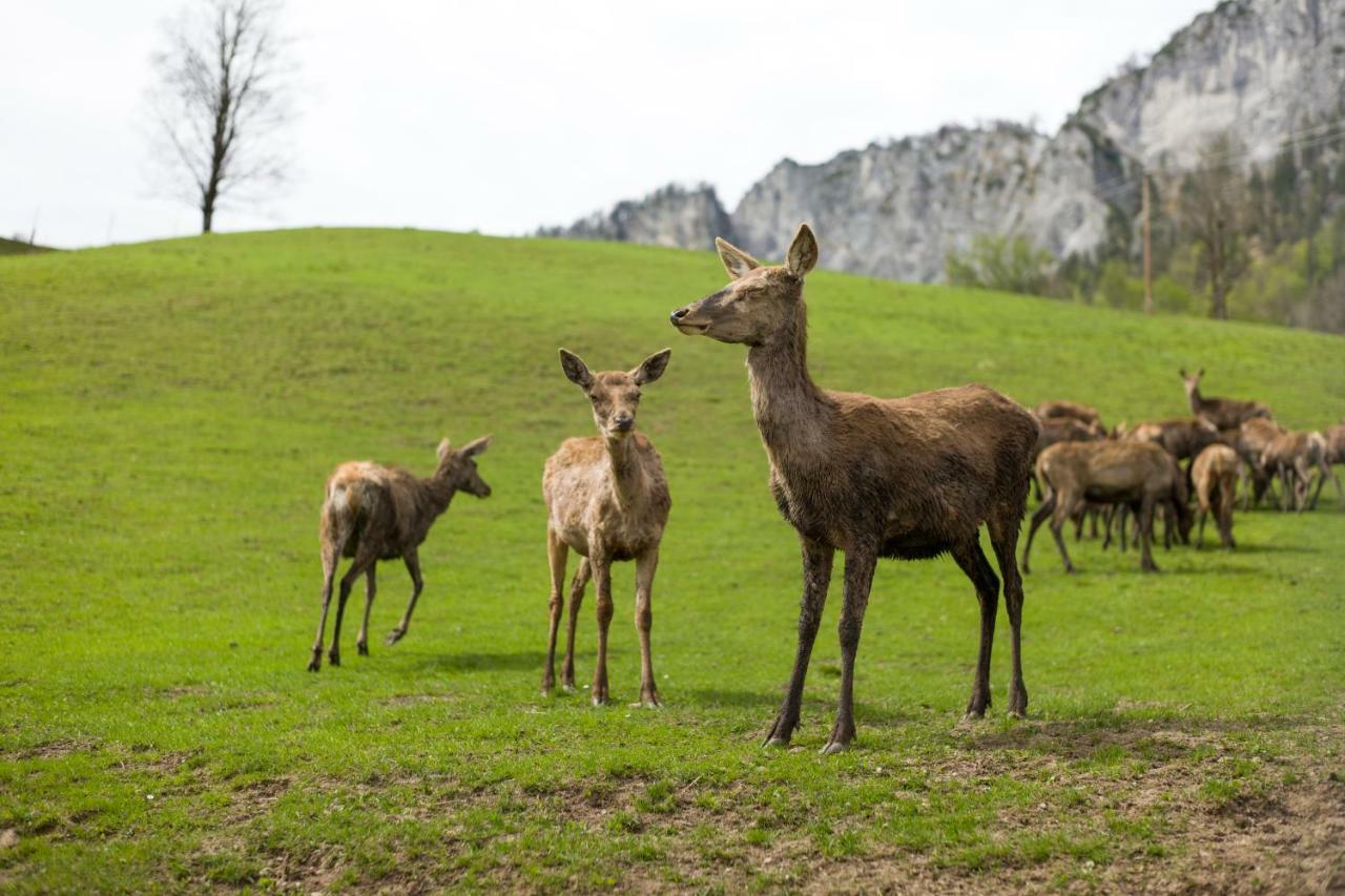 Berghof Haselsberger Sankt Johann in Tirol Exterior foto